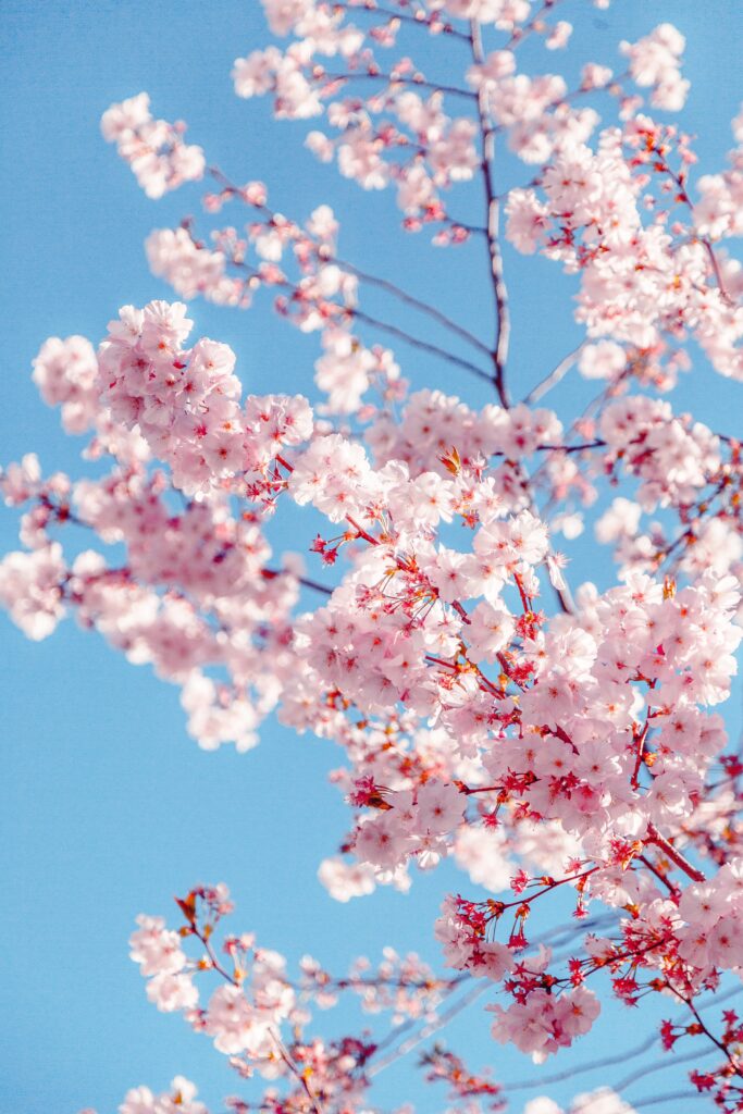 Sakura-blossom-tree-pruning