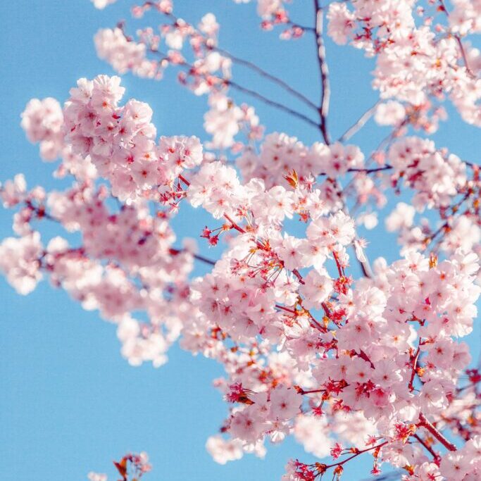 Sakura-blossom-tree-pruning